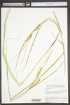 Carex utriculata by WV University Herbarium