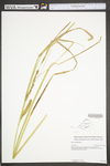 Carex utriculata by WV University Herbarium