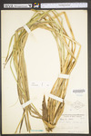 Carex utriculata by WV University Herbarium