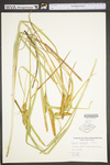 Carex utriculata by WV University Herbarium