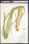 Carex utriculata by WV University Herbarium