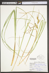 Carex utriculata by WV University Herbarium