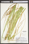 Carex utriculata by WV University Herbarium