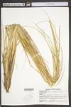 Carex utriculata by WV University Herbarium