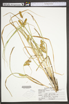 Carex utriculata by WV University Herbarium