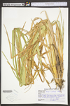 Carex utriculata by WV University Herbarium