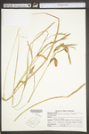 Carex utriculata by WV University Herbarium