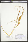 Carex utriculata by WV University Herbarium