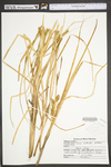 Carex utriculata by WV University Herbarium