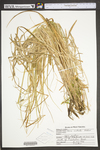 Carex utriculata by WV University Herbarium