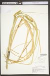 Carex utriculata by WV University Herbarium