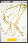 Carex utriculata by WV University Herbarium