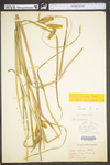 Carex utriculata by WV University Herbarium