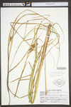 Carex vesicaria by WV University Herbarium