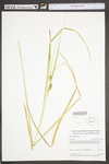 Carex utriculata by WV University Herbarium