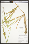 Carex utriculata by WV University Herbarium