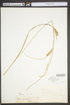 Carex vesicaria by WV University Herbarium