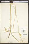 Carex vesicaria by WV University Herbarium