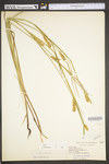 Carex vesicaria by WV University Herbarium