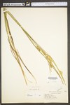 Carex vesicaria by WV University Herbarium