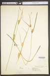 Carex vesicaria by WV University Herbarium