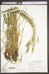 Carex virescens by WV University Herbarium