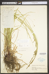 Carex virescens by WV University Herbarium