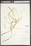 Carex virescens by WV University Herbarium