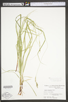 Carex virescens by WV University Herbarium