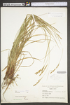 Carex virescens by WV University Herbarium