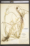 Carex virescens by WV University Herbarium