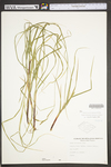 Carex virescens by WV University Herbarium