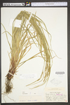 Carex virescens by WV University Herbarium