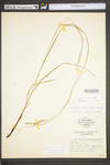 Carex virescens by WV University Herbarium