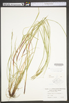 Carex virescens by WV University Herbarium