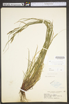 Carex virescens by WV University Herbarium