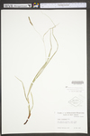 Carex virescens by WV University Herbarium