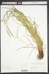 Carex virescens by WV University Herbarium