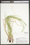 Carex virescens by WV University Herbarium