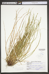 Carex virescens by WV University Herbarium