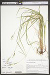 Carex virescens by WV University Herbarium