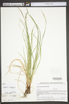 Carex virescens by WV University Herbarium