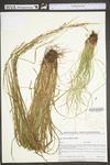 Carex virescens by WV University Herbarium