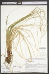 Carex virescens by WV University Herbarium