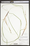 Carex virescens by WV University Herbarium