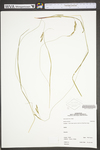 Carex swanii by WV University Herbarium