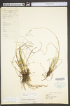 Carex swanii by WV University Herbarium