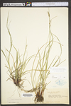 Carex virescens by WV University Herbarium