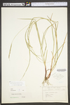 Carex virescens by WV University Herbarium