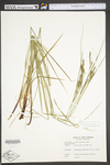 Carex virescens by WV University Herbarium